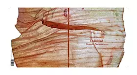 Couverture du produit · LILIACEAE - PERNES LES FONTAINES 2019