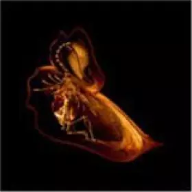 Couverture du produit · Gnayse [Import]