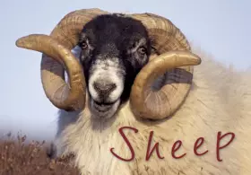 Couverture du produit · Sheep