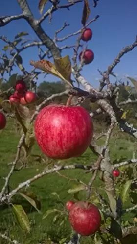 Couverture du produit · L'histoire des Gaules: VIe s. av. J.-C. / VIe s. ap. J.-C.