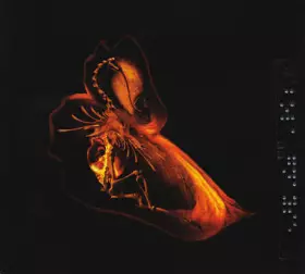 Couverture du produit · Gnayse