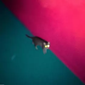 Couverture du produit · Wallop