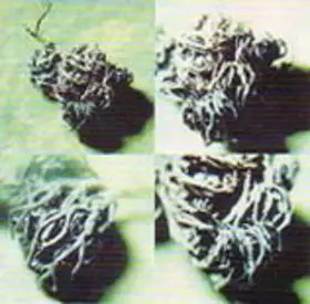 Couverture du produit · Duster 69