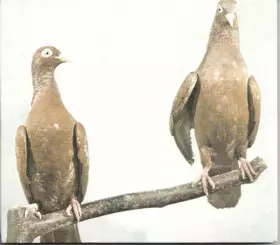 Couverture du produit · Hell Death Samba