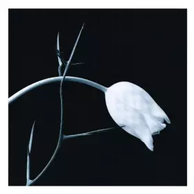 Couverture du produit · El Tango [Import]