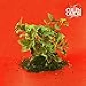 Couverture du produit · New Misery