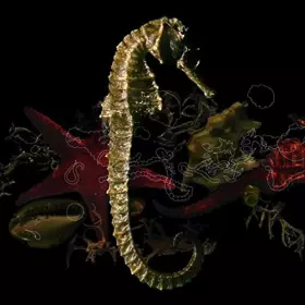 Couverture du produit · De Retour Dans Nos Criques (CD + DVD)