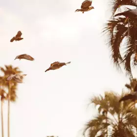 Couverture du produit · Intaglio