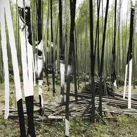 Couverture du produit · Green Tiger's Alibi