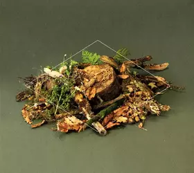 Couverture du produit · Forest Floor