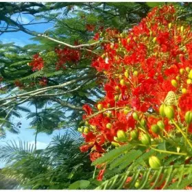 Couverture du produit · Luna