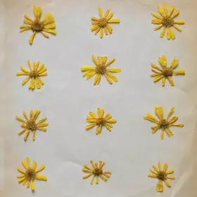 Couverture du produit · Flowers In The Spring