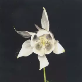 Couverture du produit · Happiness