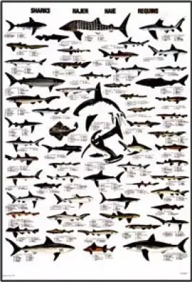 Couverture du produit · Sharks