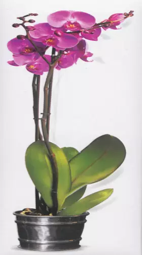 Couverture du produit · Orchidées