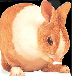 Couverture du produit · Le Lapereau