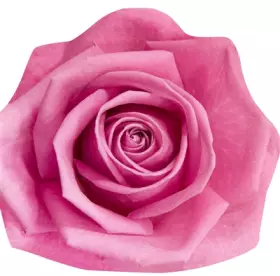 Couverture du produit · Roses