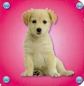 Couverture du produit · Rose chien